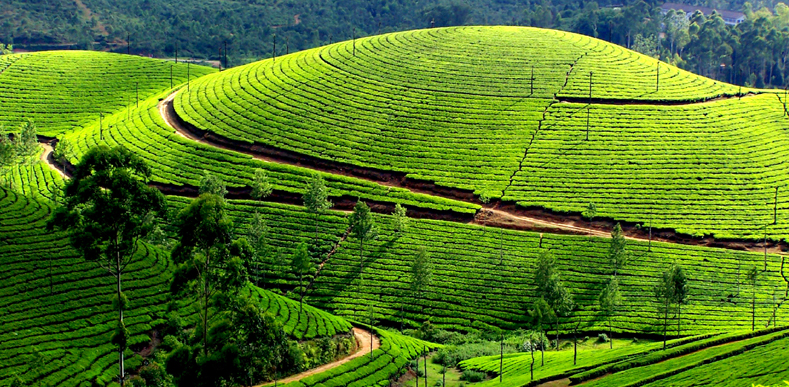 Gems of Kerala Tour Package